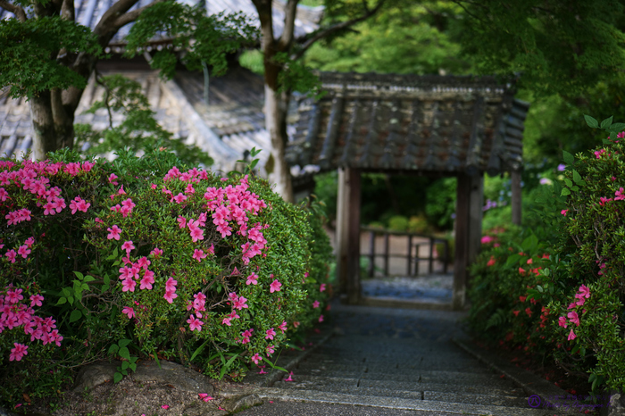 パナソニック Panasonic LUMIX S 50mm F1.8 S-S50 @ review パナソニック Panasonic LUMIX S 50mm F1.8 S-S50 @ review
